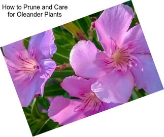 How to Prune and Care for Oleander Plants