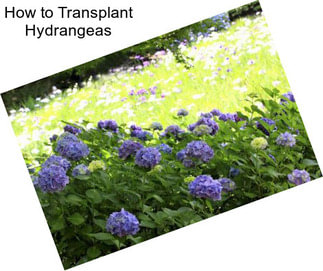 How to Transplant Hydrangeas