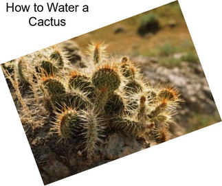 How to Water a Cactus