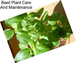 Basil Plant Care And Maintenance