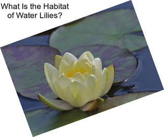 What Is the Habitat of Water Lilies?