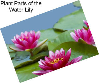 Plant Parts of the Water Lily