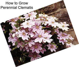 How to Grow Perennial Clematis