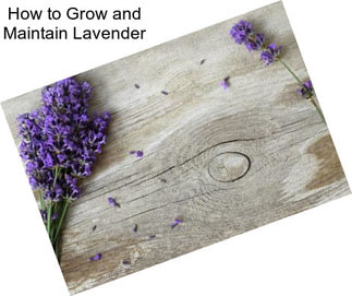 How to Grow and Maintain Lavender