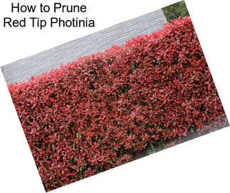 How to Prune Red Tip Photinia