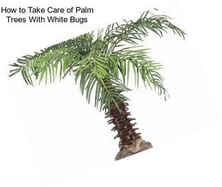 How to Take Care of Palm Trees With White Bugs