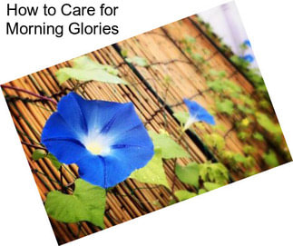 How to Care for Morning Glories