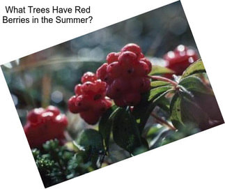 What Trees Have Red Berries in the Summer?