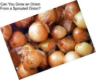 Can You Grow an Onion From a Sprouted Onion?