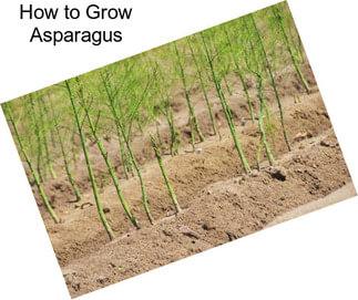 How to Grow Asparagus