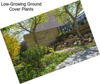 Low-Growing Ground Cover Plants