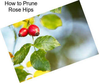 How to Prune Rose Hips