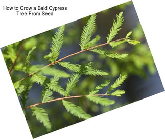 How to Grow a Bald Cypress Tree From Seed