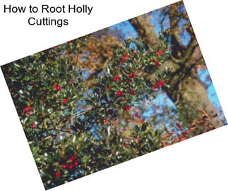 How to Root Holly Cuttings