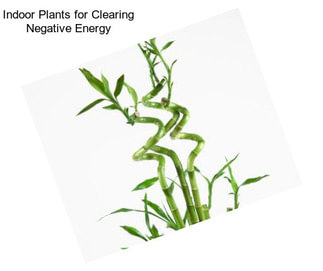 Indoor Plants for Clearing Negative Energy