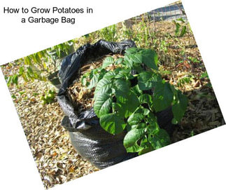 How to Grow Potatoes in a Garbage Bag