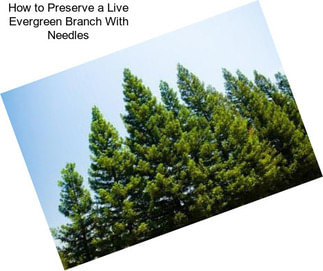 How to Preserve a Live Evergreen Branch With Needles