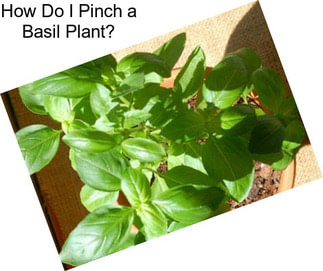 How Do I Pinch a Basil Plant?