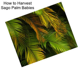 How to Harvest Sago Palm Babies