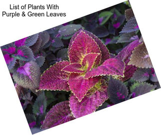 List of Plants With Purple & Green Leaves