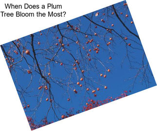 When Does a Plum Tree Bloom the Most?