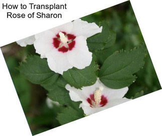 How to Transplant Rose of Sharon