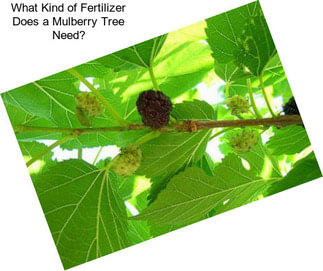 What Kind of Fertilizer Does a Mulberry Tree Need?