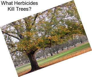 What Herbicides Kill Trees?