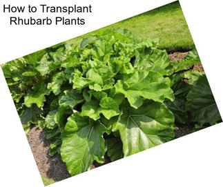 How to Transplant Rhubarb Plants