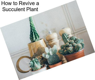 How to Revive a Succulent Plant