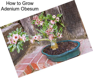 How to Grow Adenium Obesum