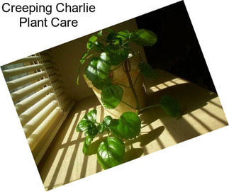 Creeping Charlie Plant Care