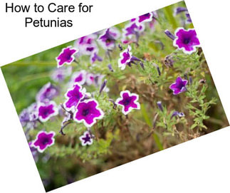 How to Care for Petunias