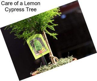 Care of a Lemon Cypress Tree