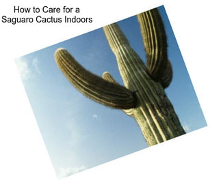 How to Care for a Saguaro Cactus Indoors