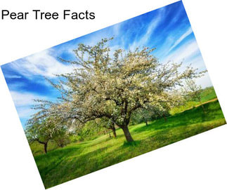 Pear Tree Facts