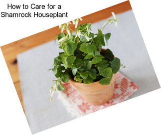 How to Care for a Shamrock Houseplant