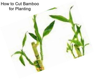 How to Cut Bamboo for Planting