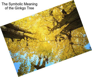 The Symbolic Meaning of the Ginkgo Tree