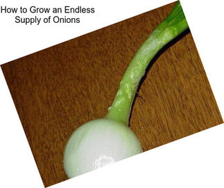 How to Grow an Endless Supply of Onions