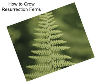 How to Grow Resurrection Ferns