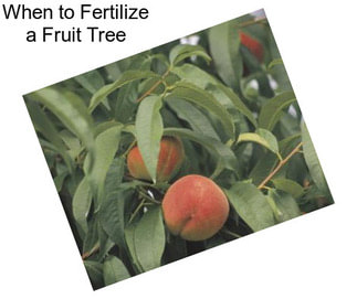 When to Fertilize a Fruit Tree