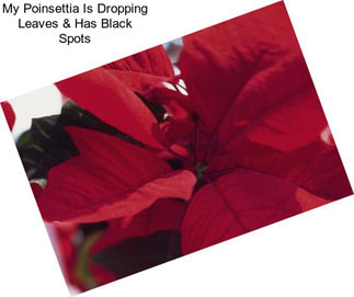 My Poinsettia Is Dropping Leaves & Has Black Spots