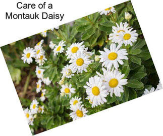 Care of a Montauk Daisy