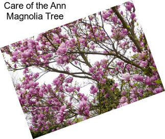 Care of the Ann Magnolia Tree