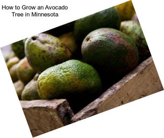 How to Grow an Avocado Tree in Minnesota