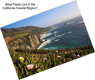 What Plants Live in the California Coastal Region?