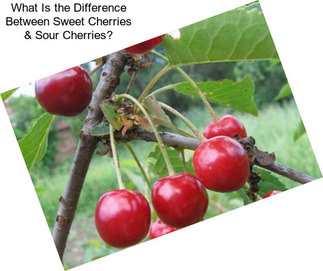 What Is the Difference Between Sweet Cherries & Sour Cherries?