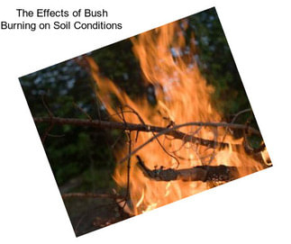 The Effects of Bush Burning on Soil Conditions