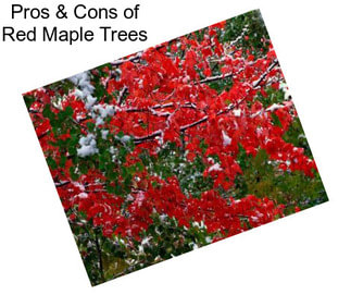 Pros & Cons of Red Maple Trees